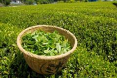 枸杞綠茶可以一起泡嗎？枸杞綠茶可以泡在一起嗎？[圖]