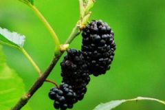桑葚有什么營養(yǎng)價值？桑葚的作用功效有哪些？[圖]
