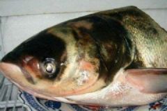 胖頭魚(yú)的功效作用有哪些？吃胖頭魚(yú)有什么好處？[圖]