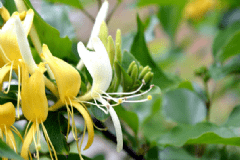 金銀花泡水喝有什么害處？金銀花泡水適合什么人群？[圖]