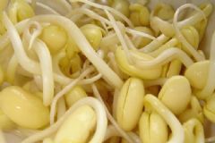 黃豆芽熱量高嗎？黃豆芽熱量高不高？[圖]