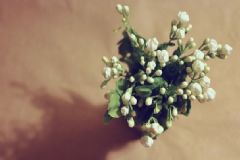春季喝哪些花茶好？春季適合喝哪些花茶？[圖]