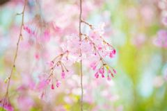 夏日必吃養(yǎng)生涼菜！清熱解暑利五臟通經(jīng)脈！[圖]