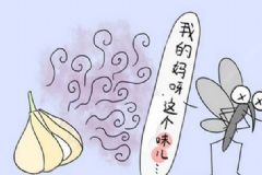 為什么蚊子不叮別人專叮我？有什么有效安全的方法驅蚊？[圖]