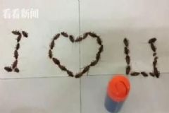男生用38只蟑螂拼成“I love U”告白，蟑螂的危害有哪些？[多圖]