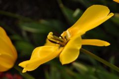 過(guò)年買(mǎi)什么回家好？買(mǎi)盆鮮花過(guò)新年[多圖]