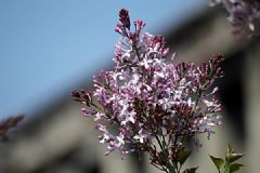 養(yǎng)丁香花好不好？養(yǎng)丁香花的好處有哪些？[多圖]