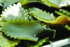 經(jīng)常吃海帶有什么好處？海帶有什么食用禁忌[圖]