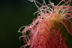 玉米須和蒲公英泡水的功效 玉米須和蒲公英泡水有什么好處？[圖]