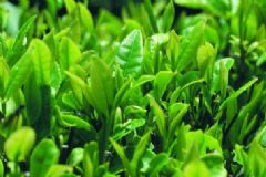 四季分別喝什么茶好？不同季節(jié)飲茶事項(xiàng)有哪些？[圖]