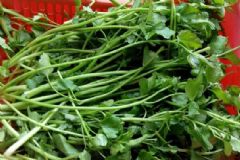 吃野芹菜中毒了怎么辦？野芹菜中毒怎么解毒？[圖]