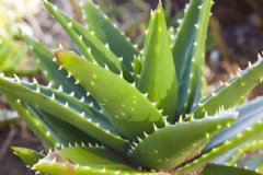 修復(fù)皮膚暗黃的植物有哪些？什么植物能修復(fù)皮膚暗黃？[圖]