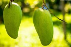 生芒果可以吃嗎？沒(méi)熟的芒果吃了會(huì)怎樣？[多圖]