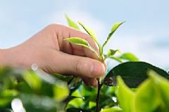 綠茶洗臉有什么好處？綠茶洗臉的功效與作用[圖]