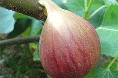 吃無(wú)花果有哪些好處？無(wú)花果的營(yíng)養(yǎng)價(jià)值有哪些？[圖]