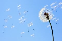 苦菜是蒲公英嗎？苦菜和蒲公英的區(qū)別[圖]