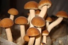 茶樹菇有毒嗎？新鮮茶樹菇有毒嗎？[圖]