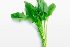 菠菜的功效與作用有哪些？菠菜的營養(yǎng)價(jià)值有多高？[圖]
