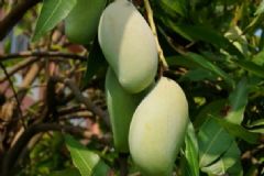 生芒果能吃嗎？沒熟的芒果怎么催熟？[圖]