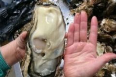 日本福島驚現(xiàn)巨型生蠔，吃生蠔有什么好處和壞處？[多圖]