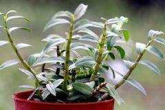 鐵皮石斛能治療胃潰瘍嗎？怎么吃鐵皮石斛對胃潰瘍有用？[圖]