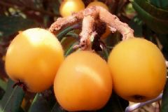 枇杷吃了有哪些好處？吃枇杷的好處都有哪些？[圖]