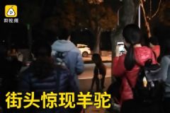 花4萬多買羊駝送女兒當(dāng)玩具，做一個(gè)女兒奴好不好？[多圖]