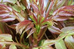 香椿芽怎么保存不會壞？香椿芽怎么做好吃？[圖]