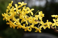桂花可以吃嗎？桂花應該怎么食用？[圖]