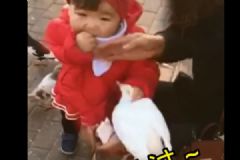 一歲女孩從鴿子嘴里搶食，直接搶鴿食往自己嘴里塞[多圖]