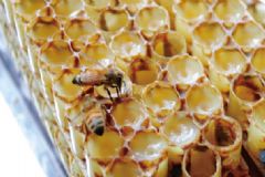 蜂王漿有什么食用方法？蜂王漿功效與作用？[圖]