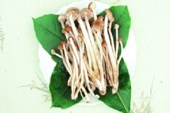 寶寶可以吃茶樹菇嗎？寶寶吃茶樹菇有什么好處？[圖]