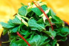 哪些野菜不能吃？不能吃的野菜有哪些？[圖]