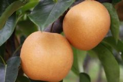 春季吃梨有哪些功效？春季吃梨的好處有哪些？[圖]