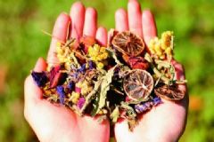 春季養(yǎng)生喝什么花茶好？哪些花茶適合春季喝？[圖]