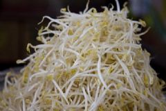 豆芽怎么保存不會壞？豆芽凍了還可以吃嗎？[圖]