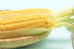 吃玉米有什么功效？多吃玉米能補(bǔ)充哪些營養(yǎng)？[圖]