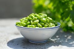 蠶豆能生吃嗎？為什么蠶豆必須煮熟后食用？[圖]