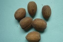 巴豆的功效與作用有哪些？巴豆有什么好處？[圖]