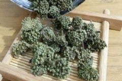 三七花泡水喝有哪些禁忌？三七花泡水的禁忌[圖]