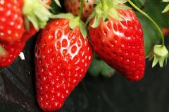 草莓有什么功效和作用？吃草莓對身體有哪些好處？[圖]
