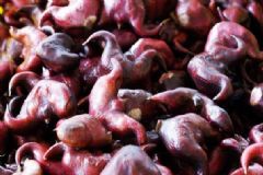 菱角不能和哪些食物同食？哪些人不適合吃菱角？[圖]