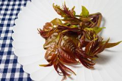 香椿不能和哪些食物一起吃？香椿的飲食禁忌有哪些？[圖]