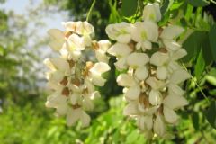 槐花有什么營養(yǎng)價值？槐花的食用方法[圖]