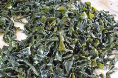 海洋蔬菜的作用有哪些？常吃海洋蔬菜對身體有什么好處？[圖]