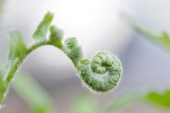 野菜有哪些品種？野菜怎么做好吃？[圖]