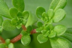 春天吃哪些野菜好？春天吃什么野菜有營養(yǎng)？[圖]