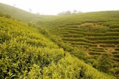 白茶和綠茶有哪些區(qū)別？白茶有什么功效呢？[圖]