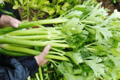 春季減肥吃哪些食物好？春季減肥吃的食物有哪些？[圖]