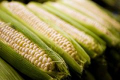 煮玉米需要?jiǎng)兤ぢ铮恐笥衩撞蝗テび惺裁春锰?？[圖]